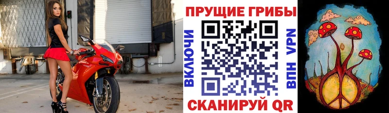 где найти   Кочубеевское  Галлюциногенные грибы MAGIC MUSHROOMS 